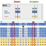 Compared to the state-of-the-art “SpliceAI” tool, the Hopkins team's "Splam" method uses a much shorter DNA sequence window to predict RNA splice sites, making its model more biologically realistic and feasible for use in research