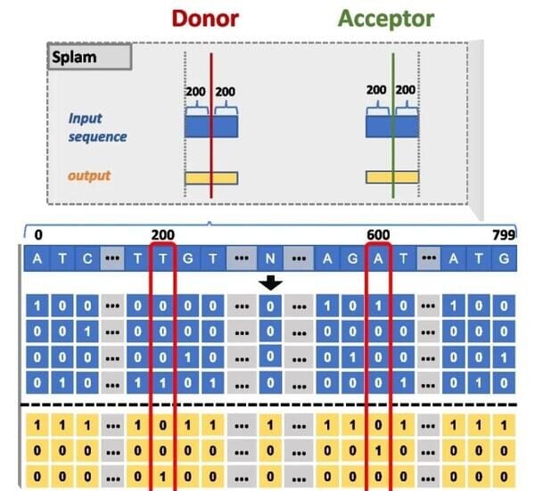 Compared to the state-of-the-art “SpliceAI” tool, the Hopkins team's "Splam" method uses a much shorter DNA sequence window to predict RNA splice sites, making its model more biologically realistic and feasible for use in research