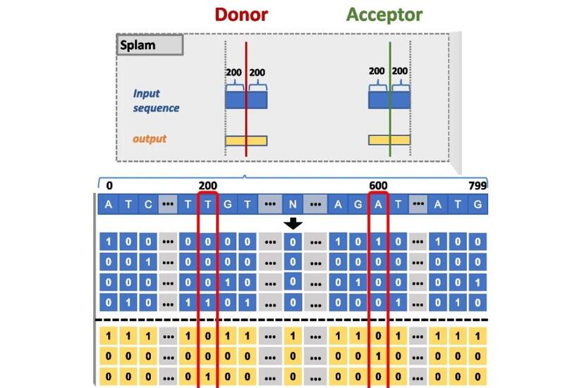 Compared to the state-of-the-art “SpliceAI” tool, the Hopkins team's "Splam" method uses a much shorter DNA sequence window to predict RNA splice sites, making its model more biologically realistic and feasible for use in research